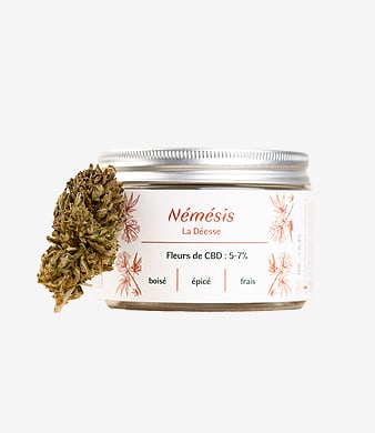 Les_Plantes_de_Tomines_Fleur_CBD_Némésis_Outdoor_uweed_02