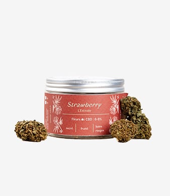 Les_Plantes_de_Tomines_Fleur_CBD_Strawberry_Outdoor_uweed_02